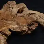 Natural Wood Watch LU0041