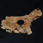 Natural Wood Watch LU0047