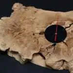 Natural Wood Watch LU0047