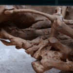 طاولة القهوة من الجذور الطبيعية CT0061